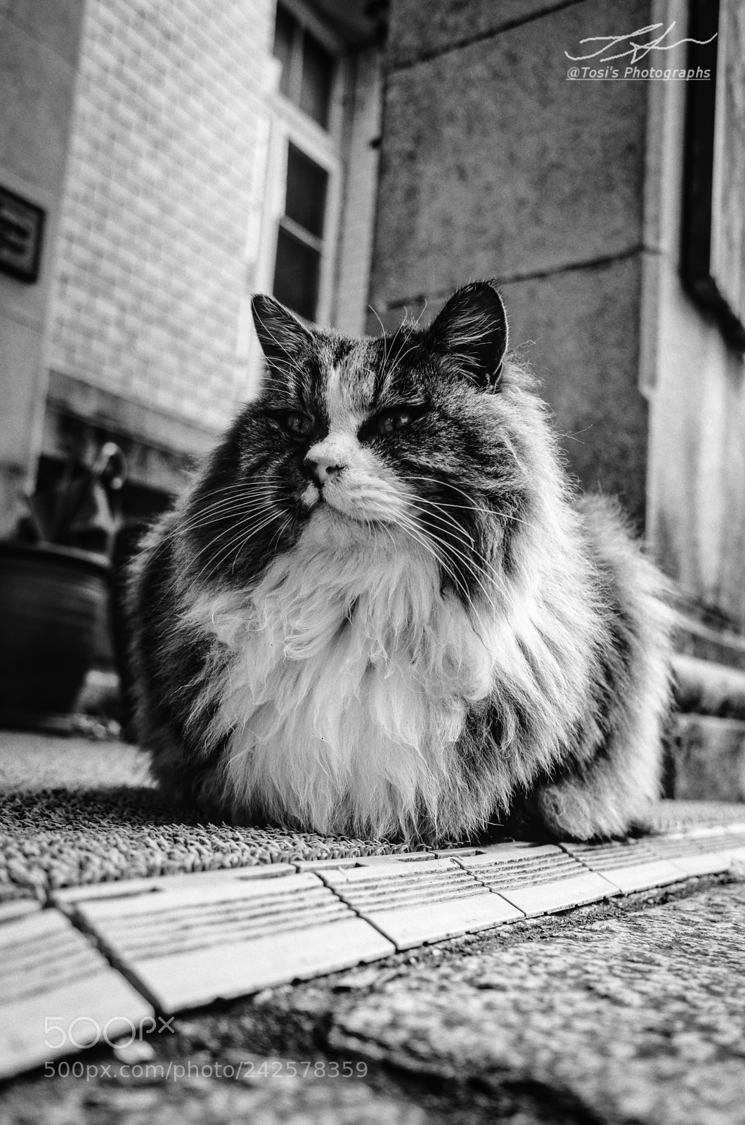 Ricoh GR sample photo. Boss！ photography