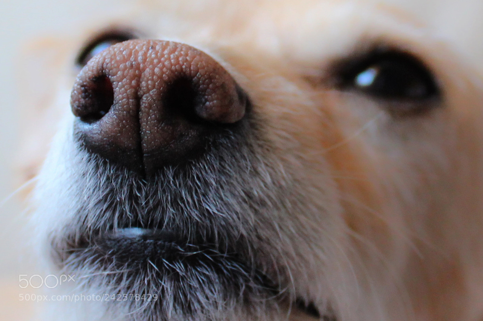 Canon EOS 550D (EOS Rebel T2i / EOS Kiss X4) sample photo. Que pesado !!! photography