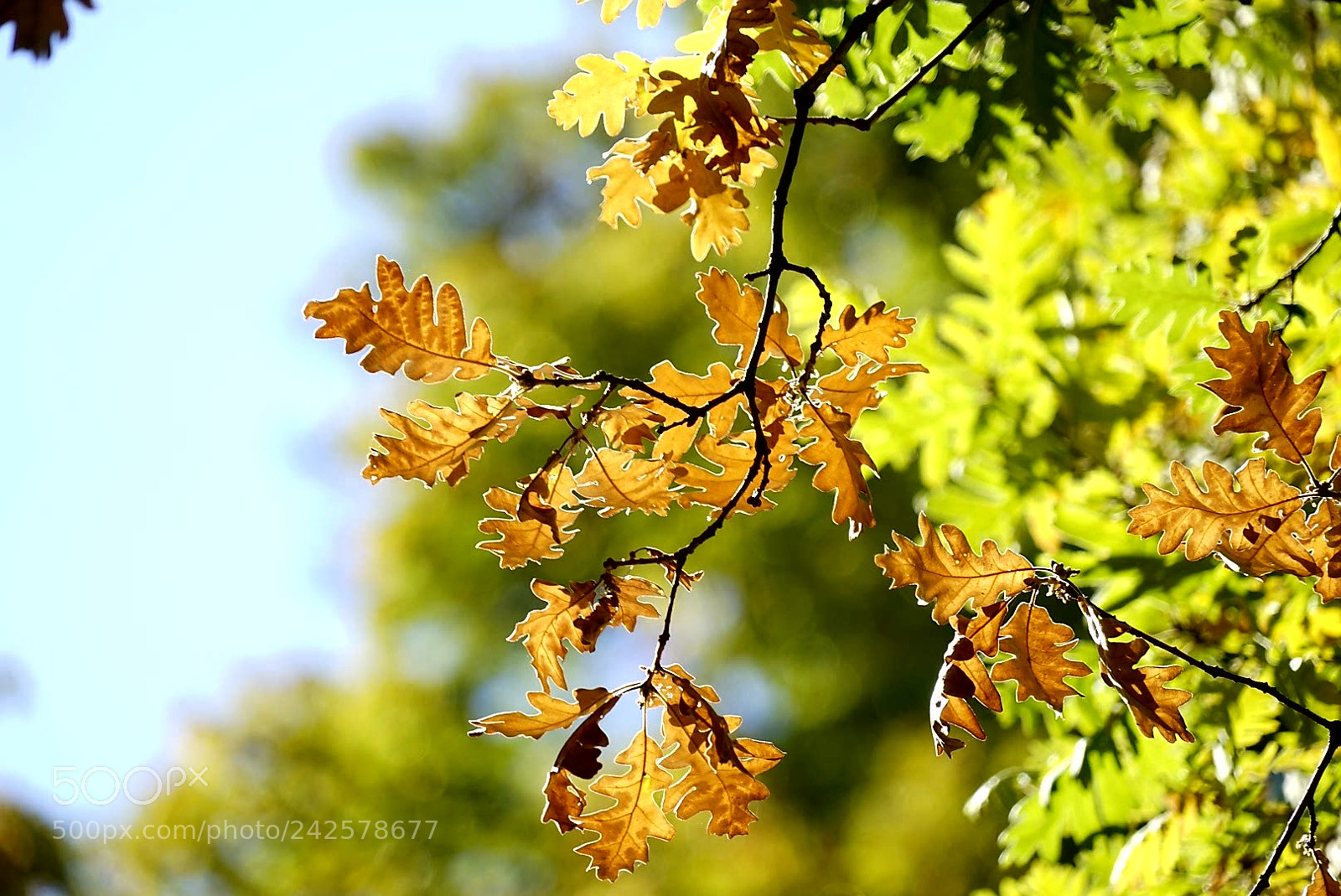 Sony a7 sample photo. Hojas de otoño. photography