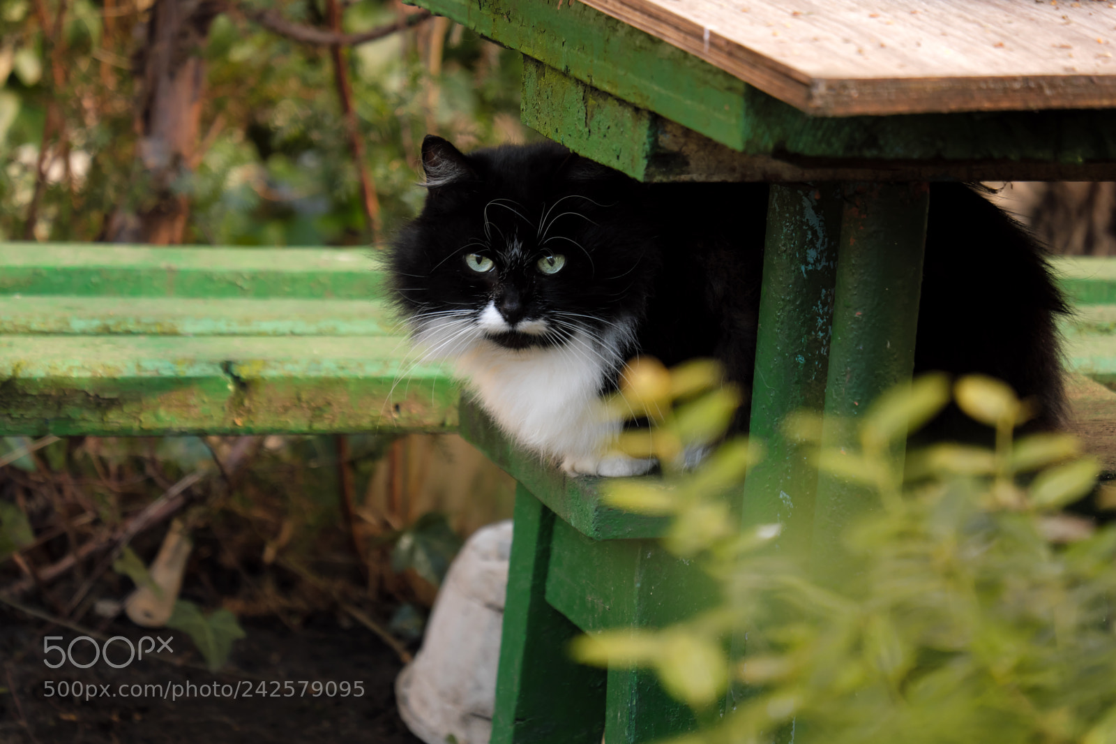 Fujifilm X-T20 sample photo. Black cat in the photography
