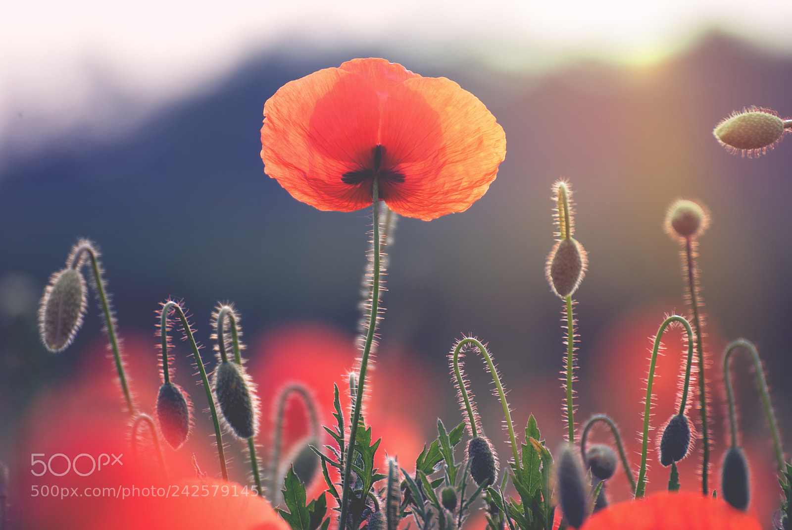 Nikon D3000 sample photo. Poppy photography