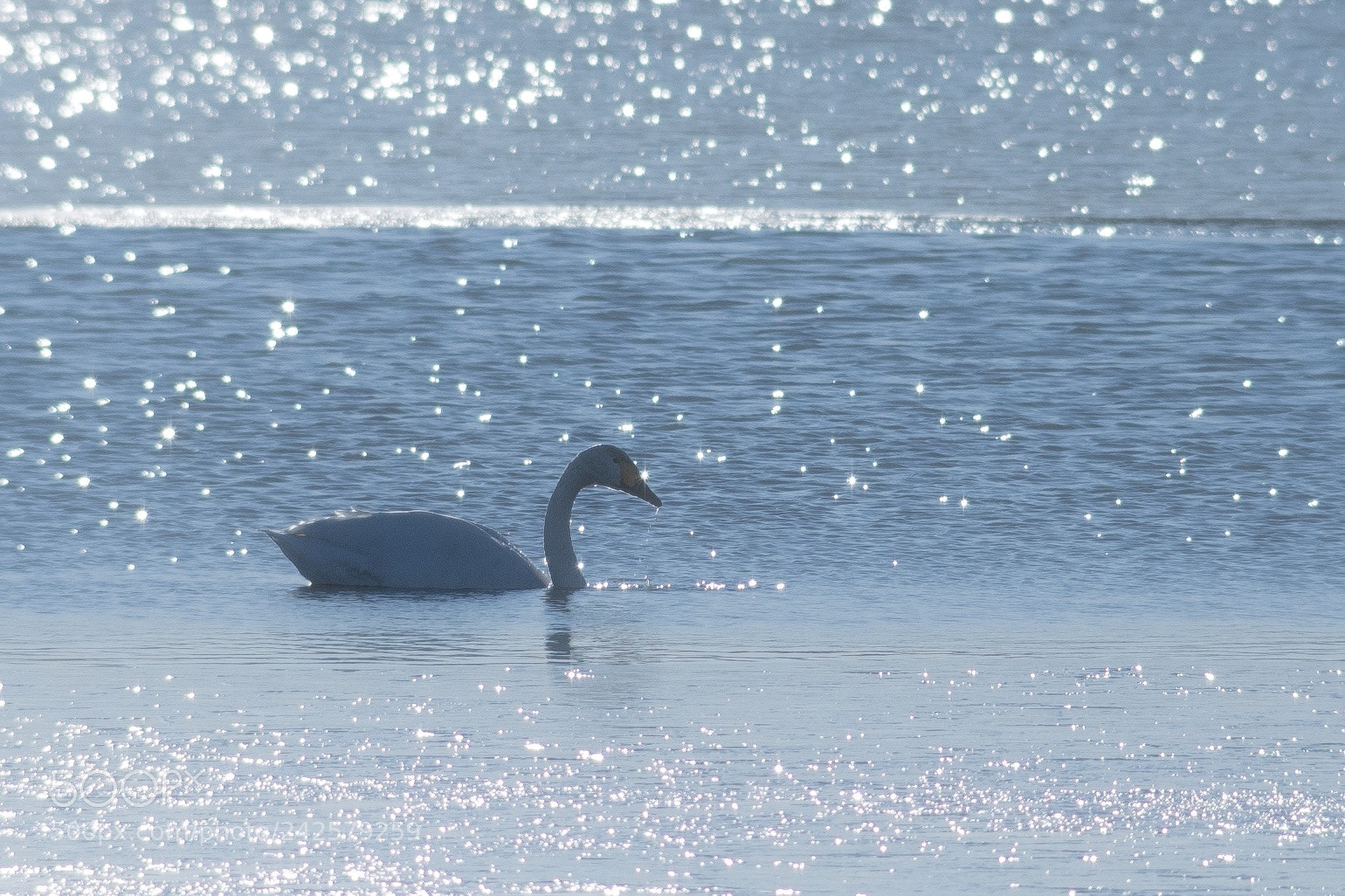 Pentax K-1 sample photo. In the light photography