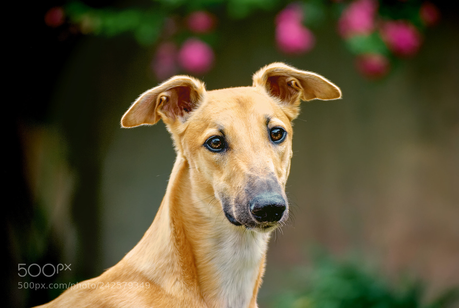 Nikon D3000 sample photo. Galgo girl photography