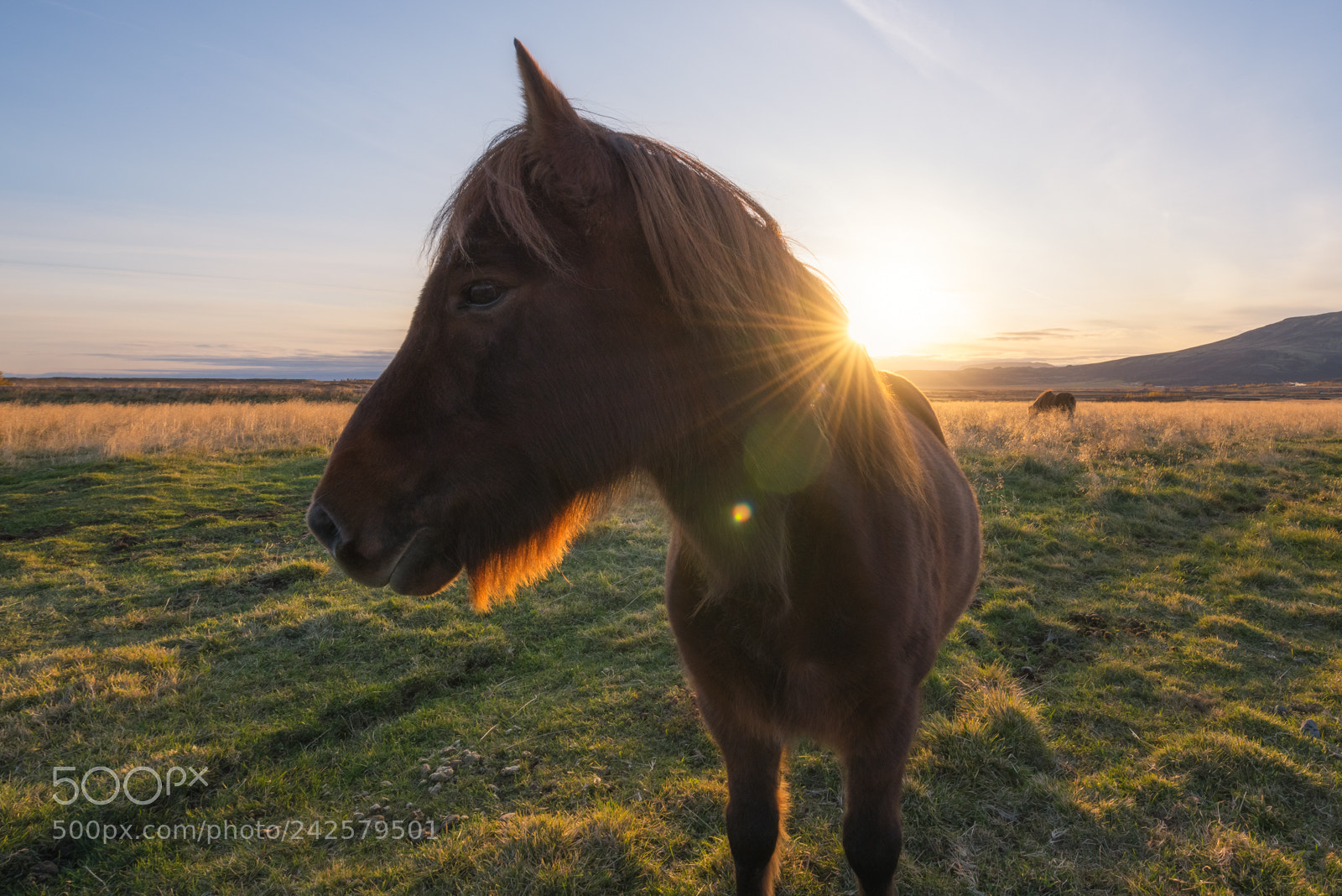 Nikon D810 sample photo. Icelandic horse profile photography