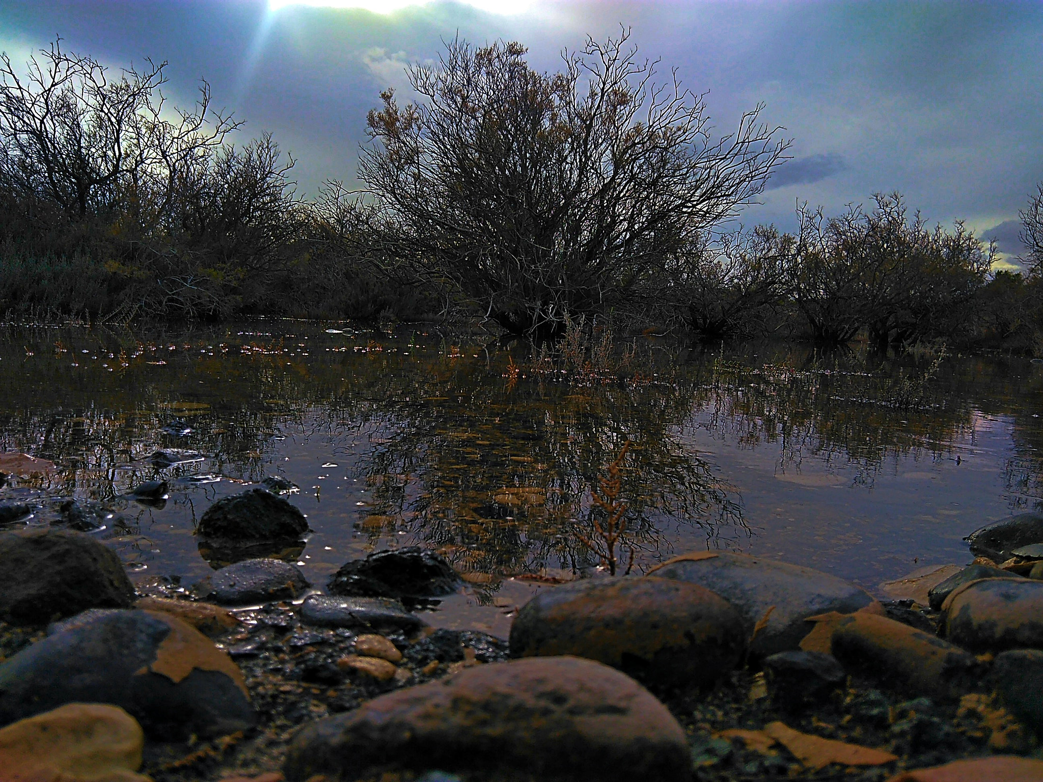 QCOM-AA QCAM-AA sample photo. Swamp photography