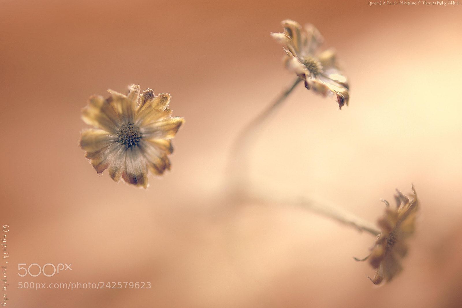 Nikon AF-S Micro-Nikkor 60mm F2.8G ED sample photo. A touch of nature * photography