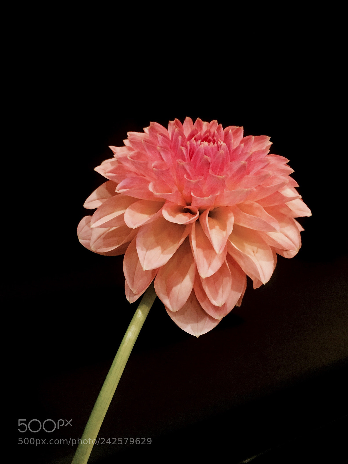Apple iPhone 6 sample photo. Dahlia photography