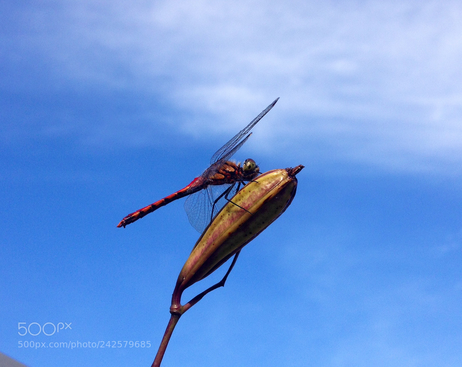 Apple iPhone 5c sample photo. Dragonfly photography