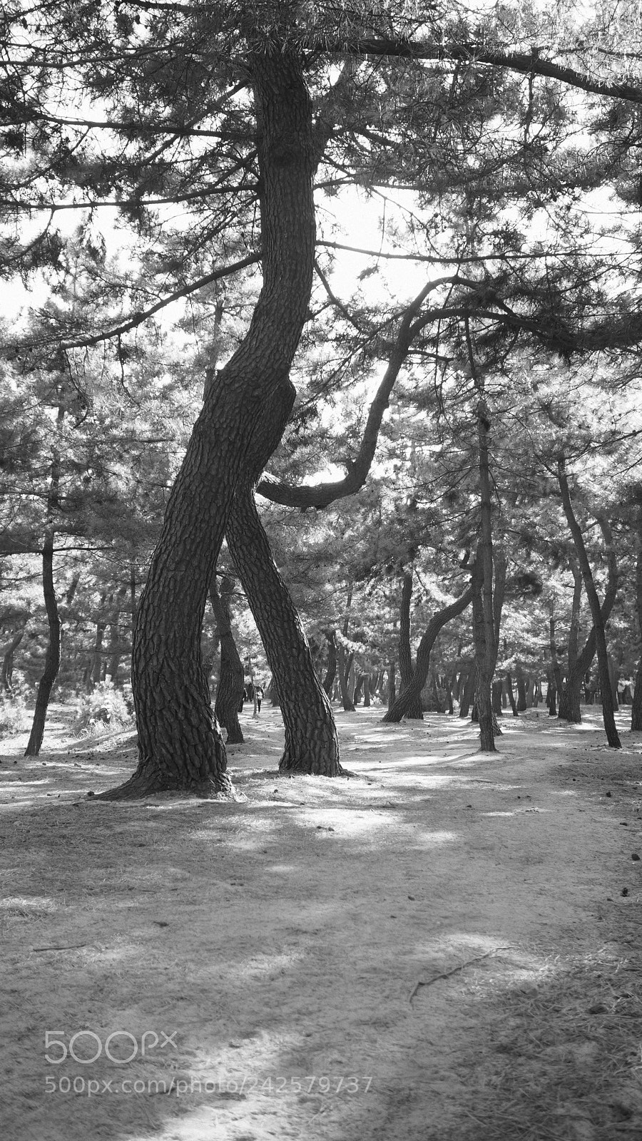 Olympus PEN-F sample photo. Monochrome photography