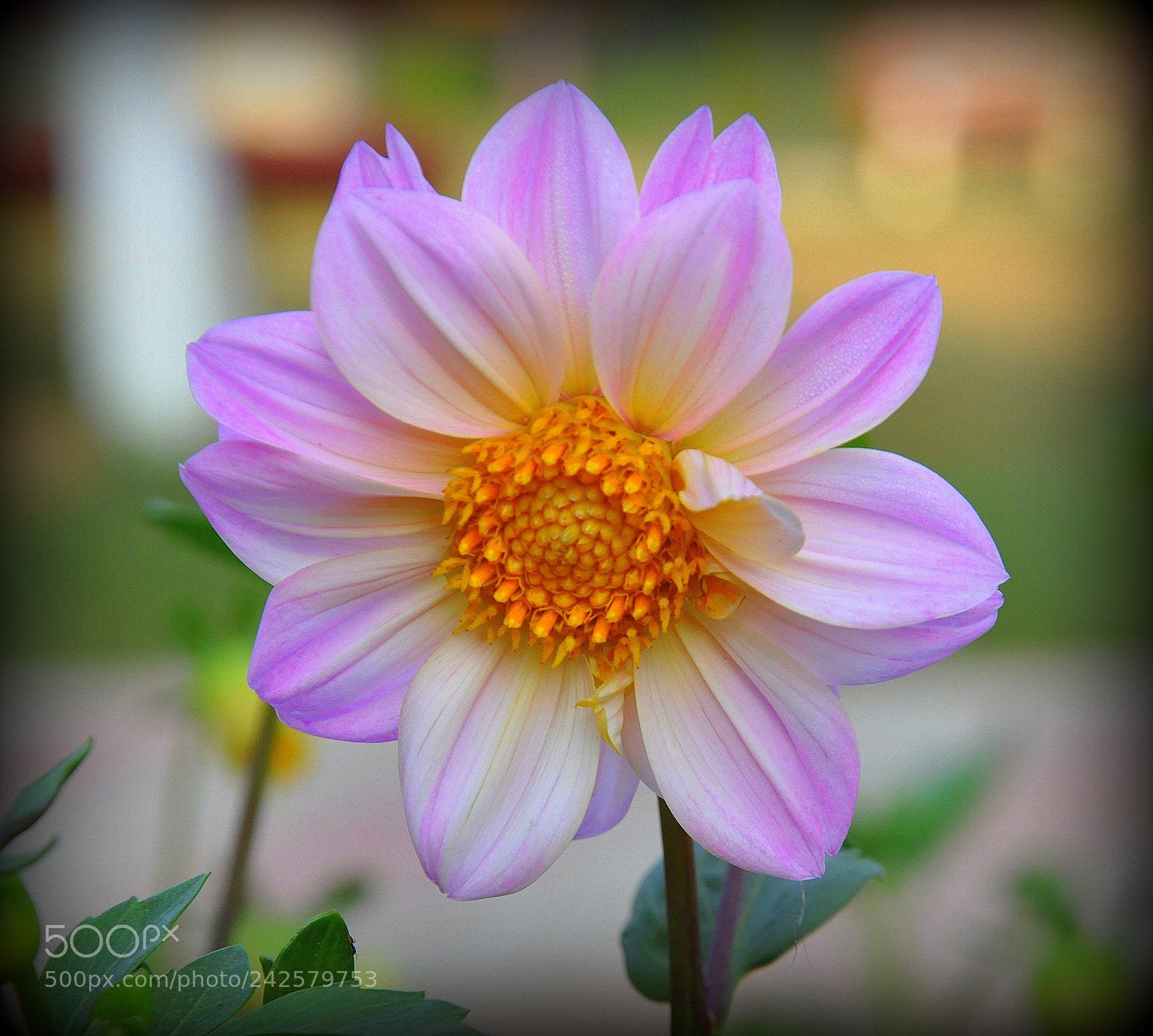 Nikon D90 sample photo. Dahlia photography