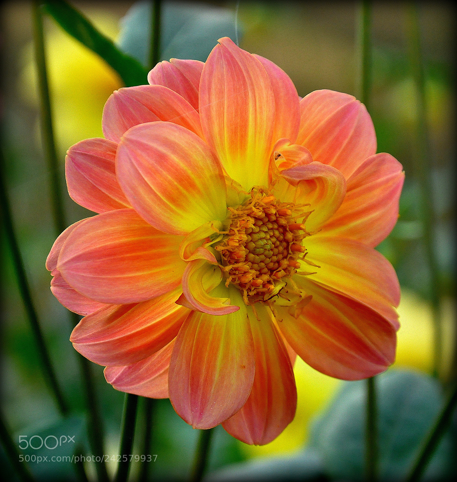 Nikon D90 sample photo. Dahlia photography