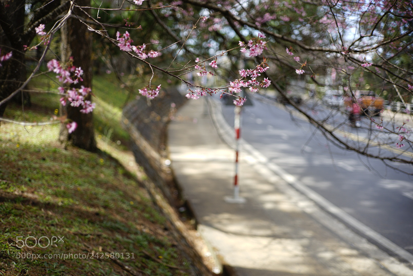 Sony a7 II sample photo. đường xưa photography