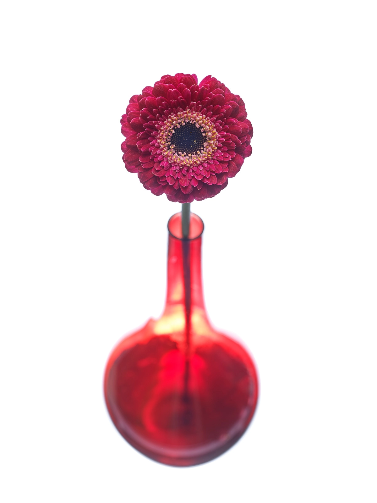Phase One IQ3 100MP Trichr sample photo. Flower in red vase photography