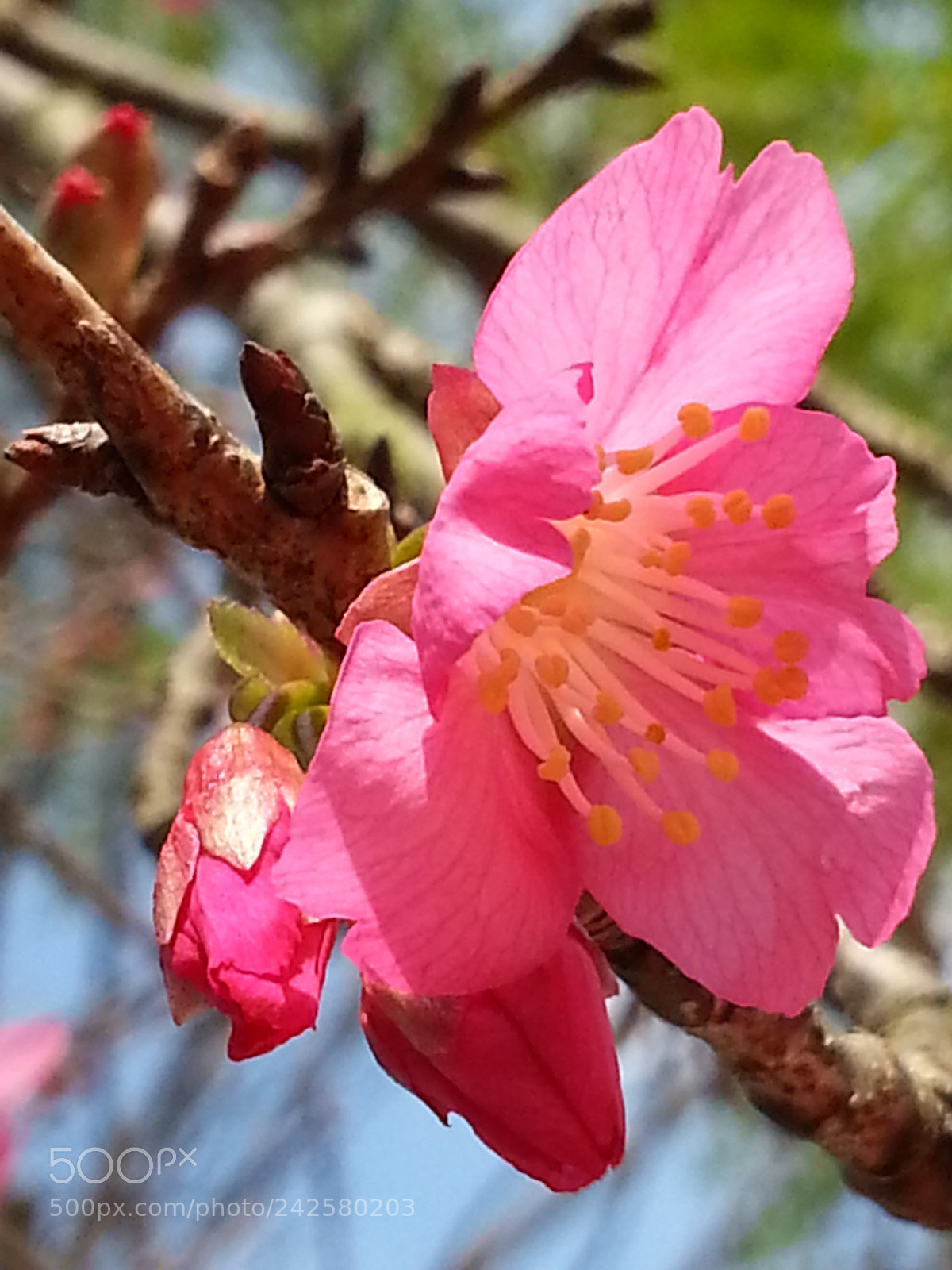 Samsung Galaxy Note4 sample photo. 櫻 photography