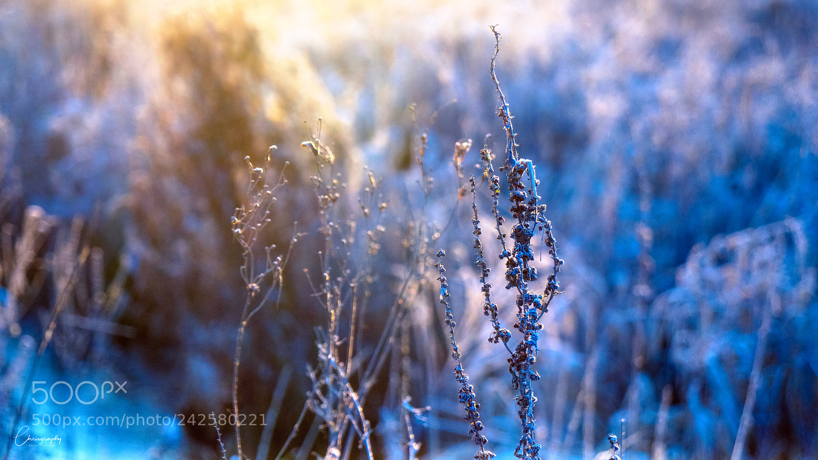 Sony a6500 sample photo. Cold photography