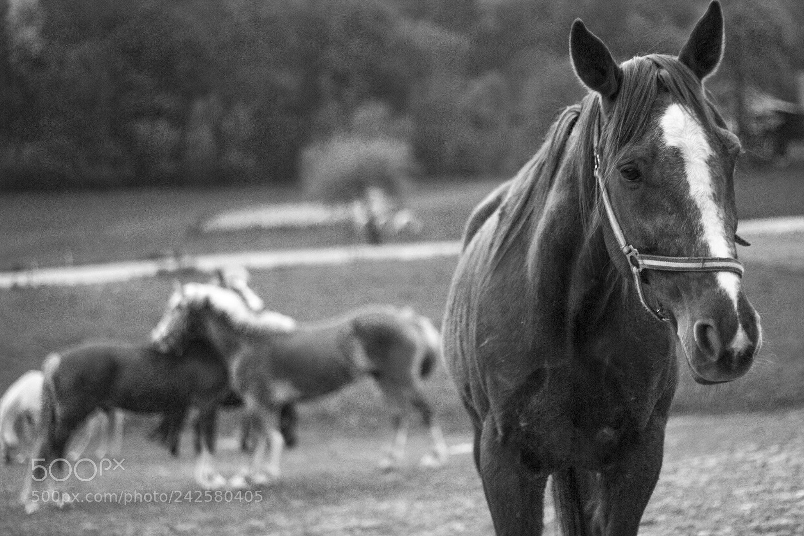 Canon EOS 550D (EOS Rebel T2i / EOS Kiss X4) sample photo. Lonley photography