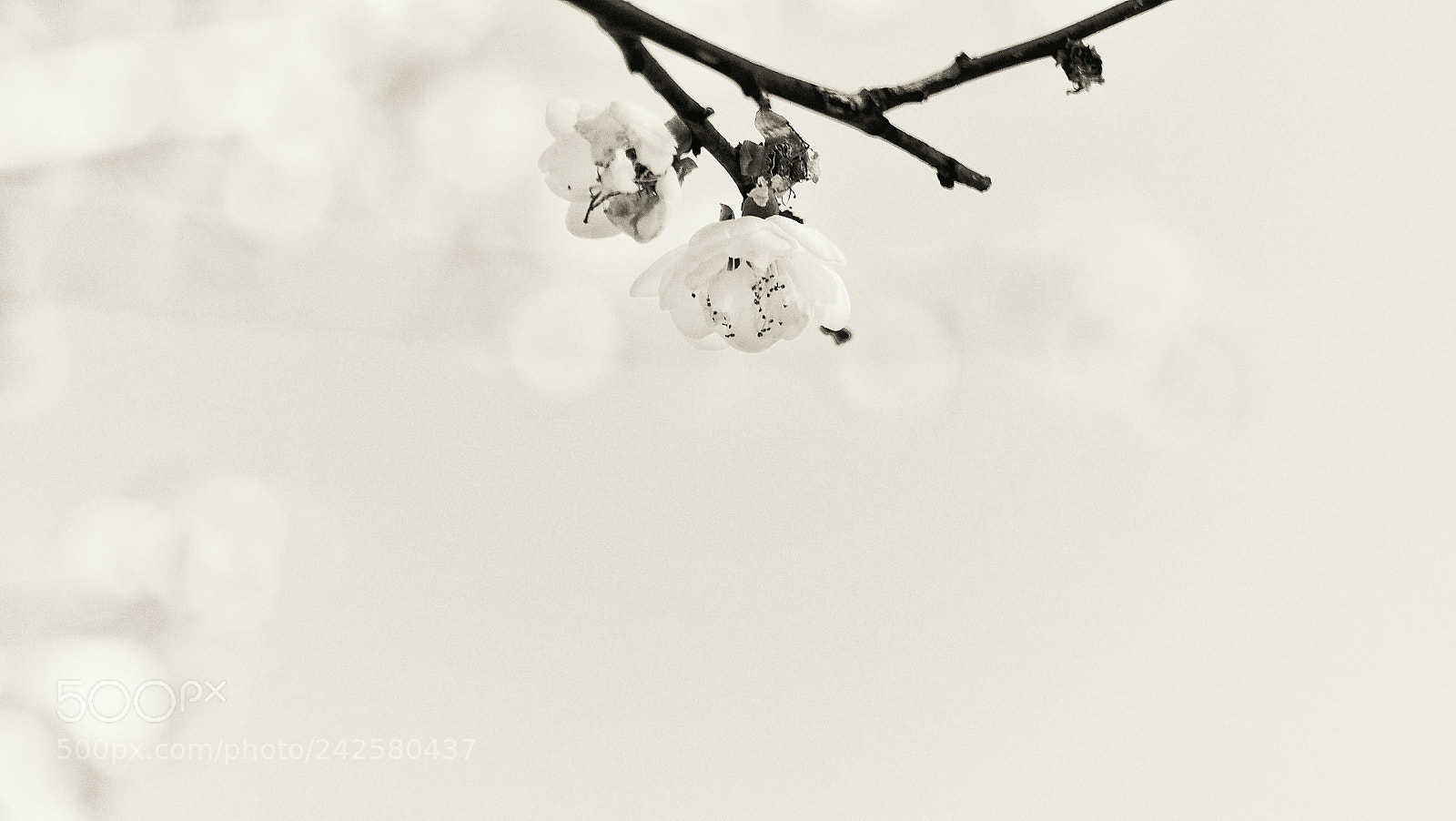 Olympus PEN-F sample photo. Untitled photography