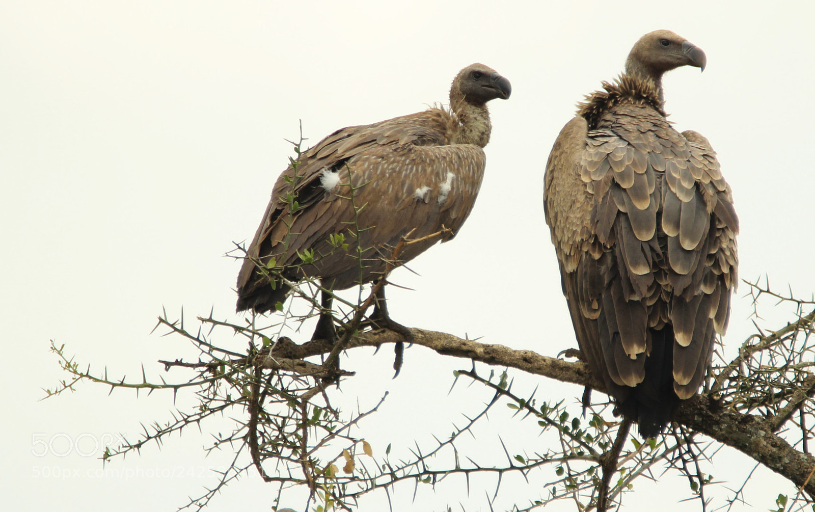Canon EOS 600D (Rebel EOS T3i / EOS Kiss X5) sample photo. Vultures atop a tree photography