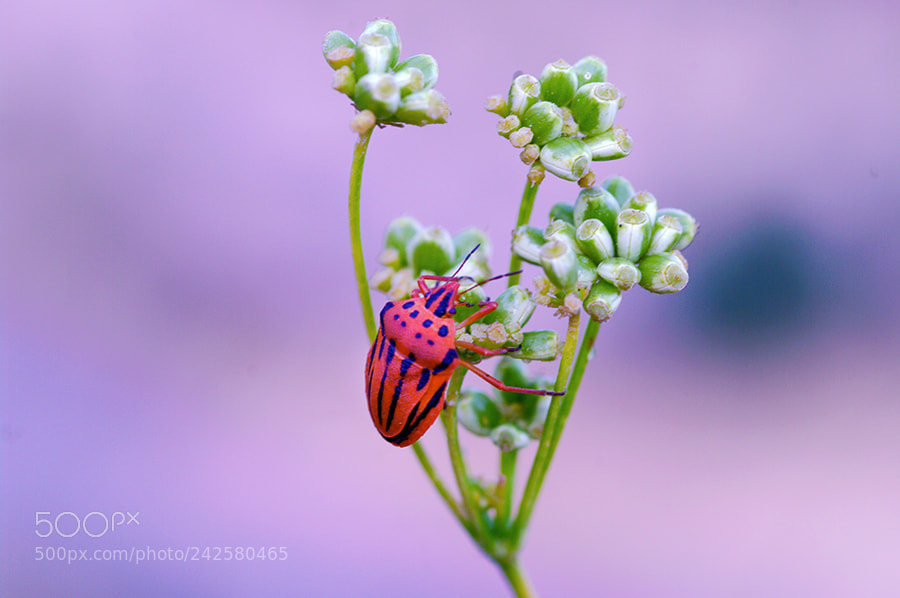 Pentax K20D sample photo. İnsect photography