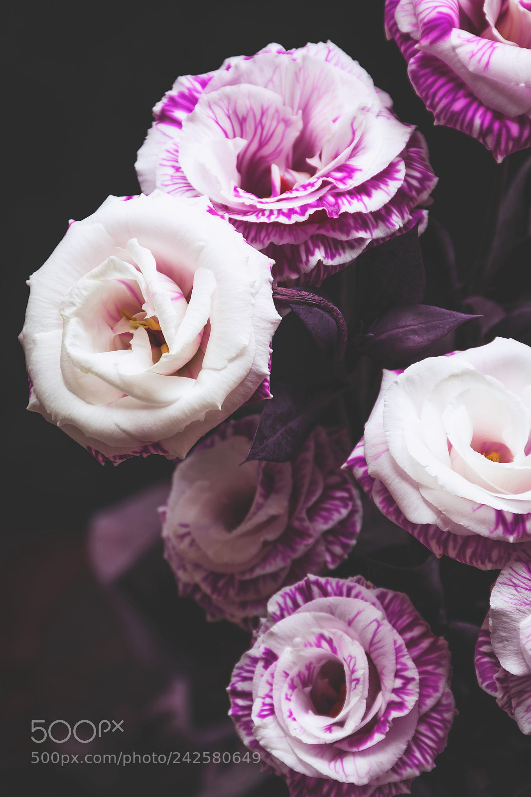 Nikon D810 sample photo. Beautiful pink and purple photography