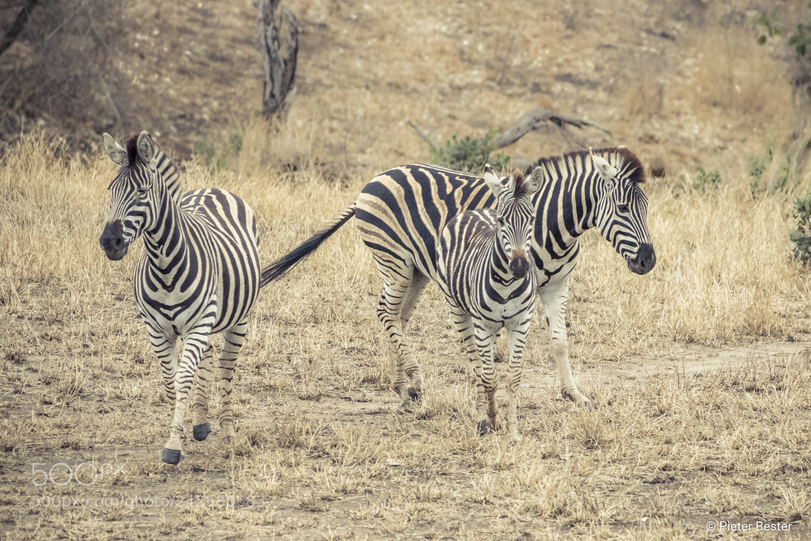 Canon EOS 750D (EOS Rebel T6i / EOS Kiss X8i) sample photo. Zebras running photography