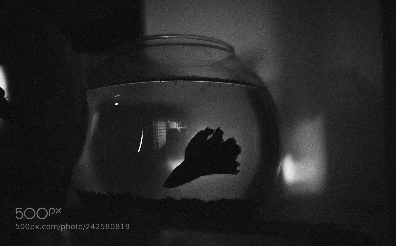 Nikon D3100 sample photo. Black fish photography