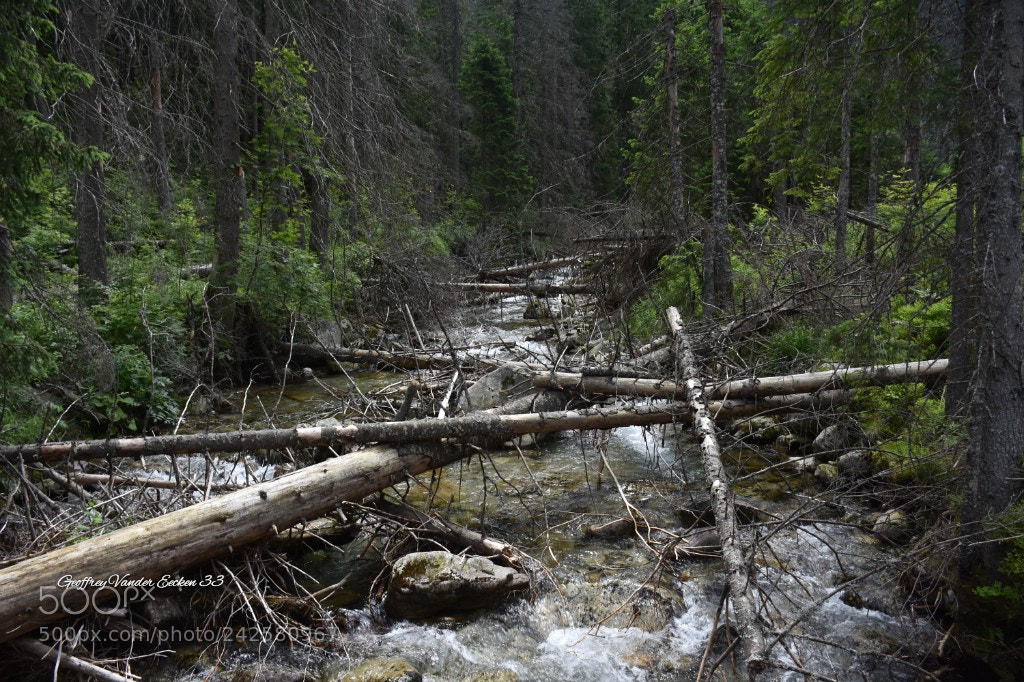 Nikon D7200 sample photo. Forest photography