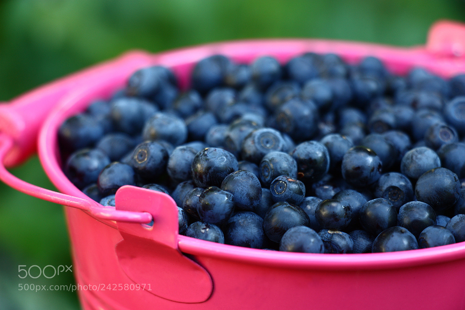 Canon EOS 450D (EOS Rebel XSi / EOS Kiss X2) sample photo. Bilberry in the pink. photography