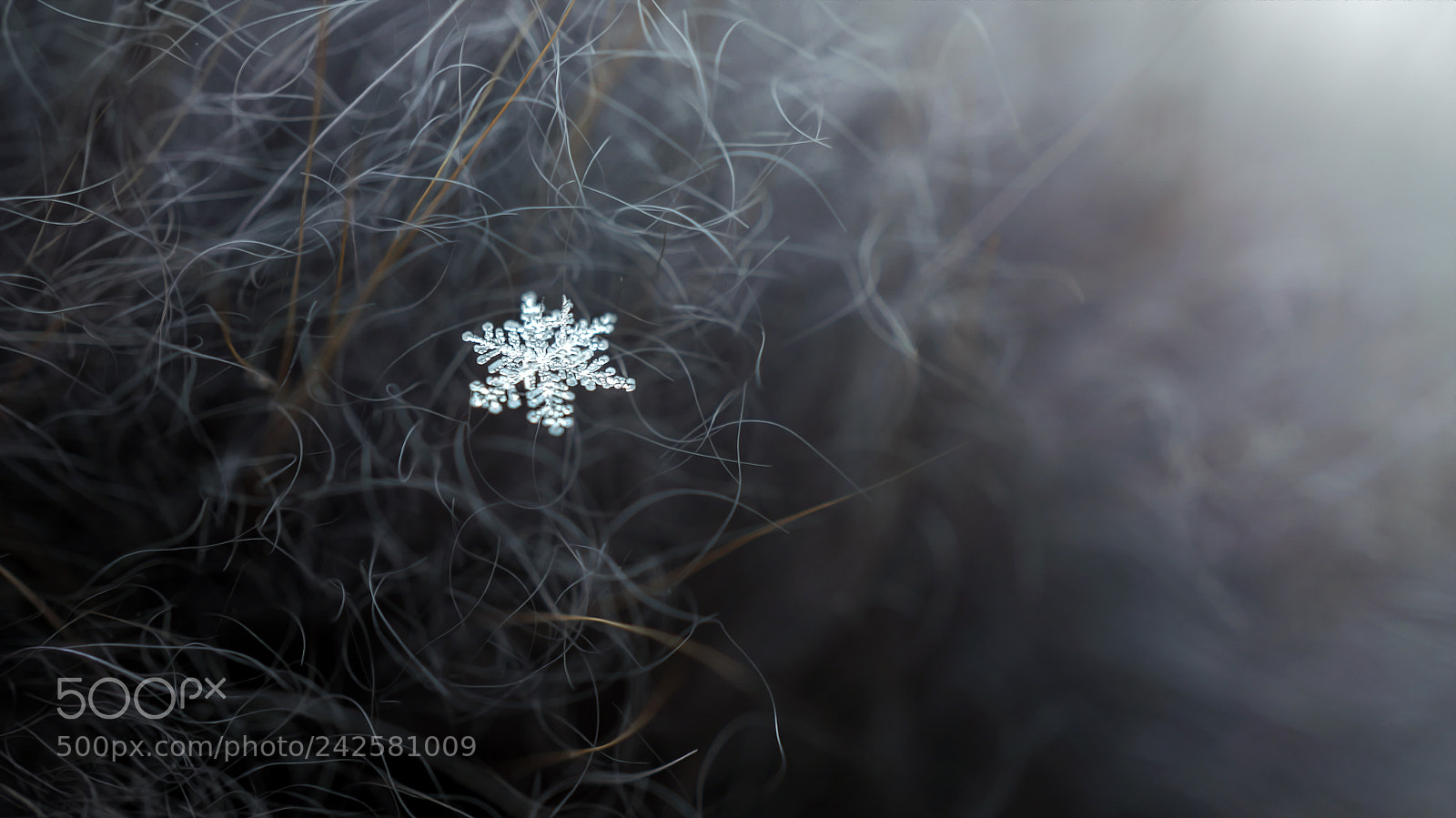 Sony Alpha NEX-5R sample photo. Снежинка | snowflake photography