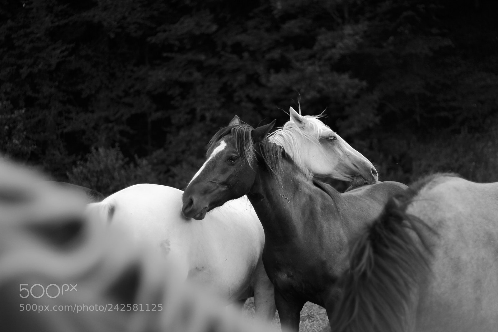 Canon EOS 550D (EOS Rebel T2i / EOS Kiss X4) sample photo. Black and white love photography