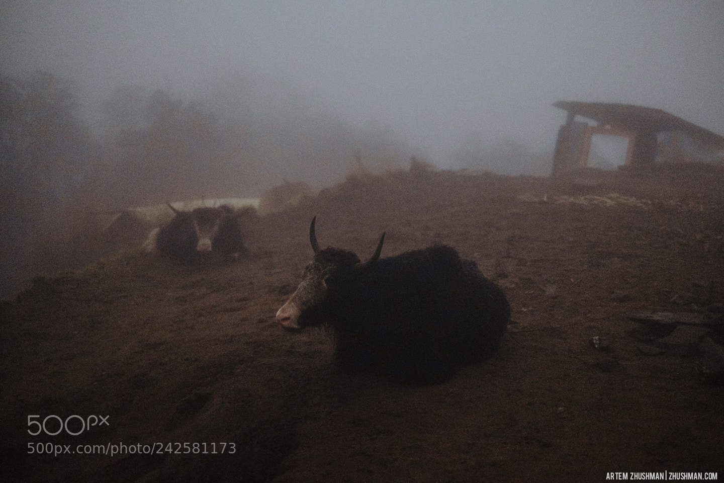 Fujifilm X-Pro1 sample photo. Yaks in the fog photography