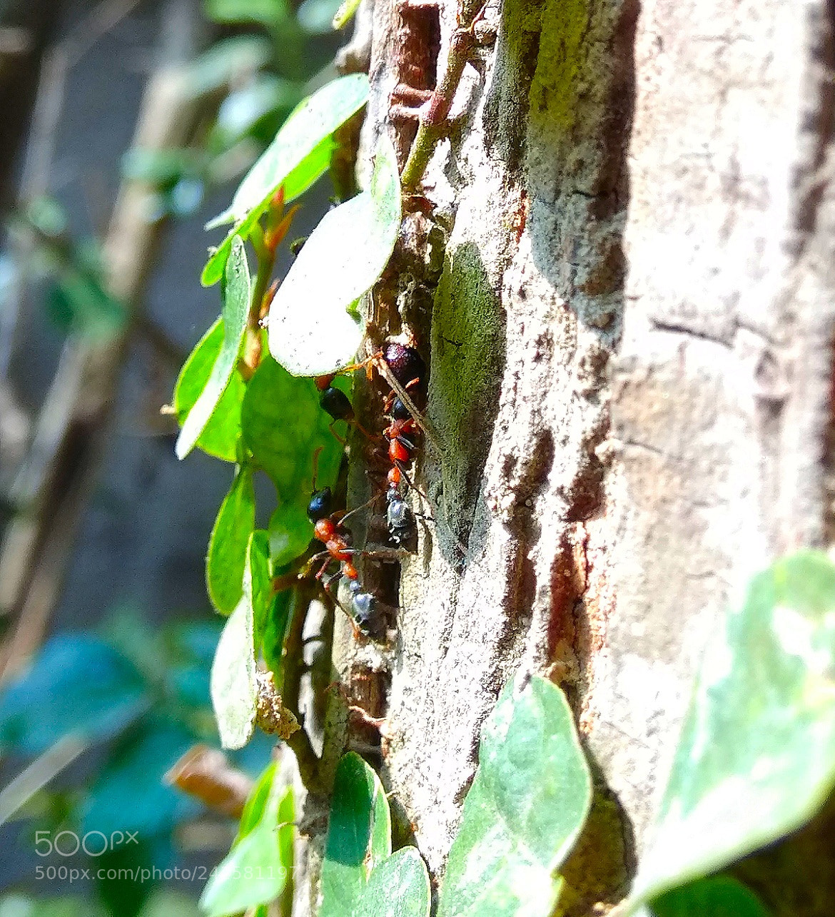 Xiaomi Redmi Note 4 sample photo. Meeting.. photography