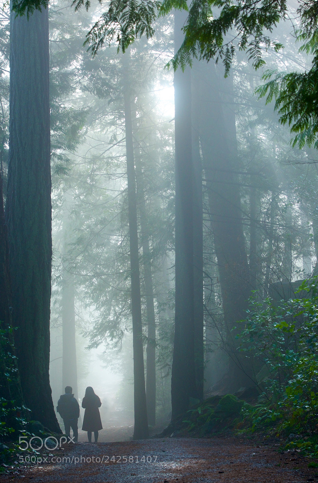 Nikon D800 sample photo. Foggy morning in the photography