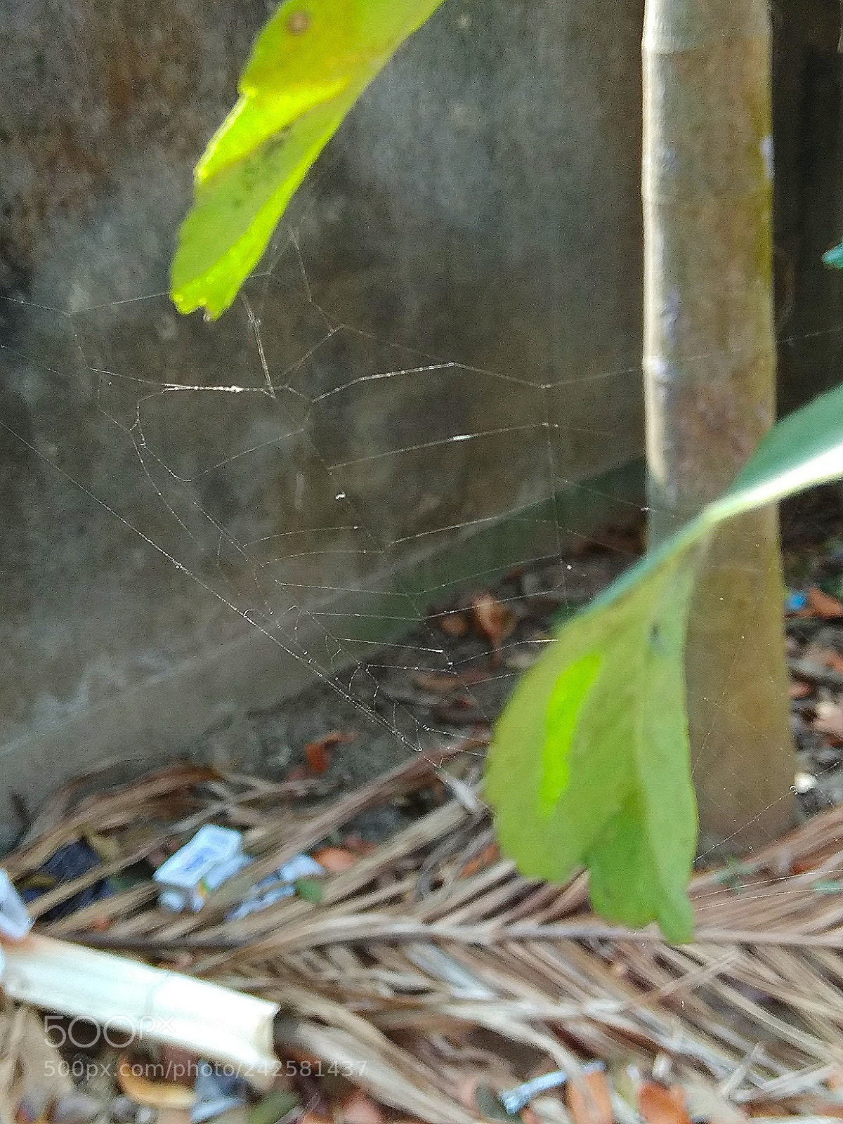 Xiaomi Redmi Note 4 sample photo. Spider web photography