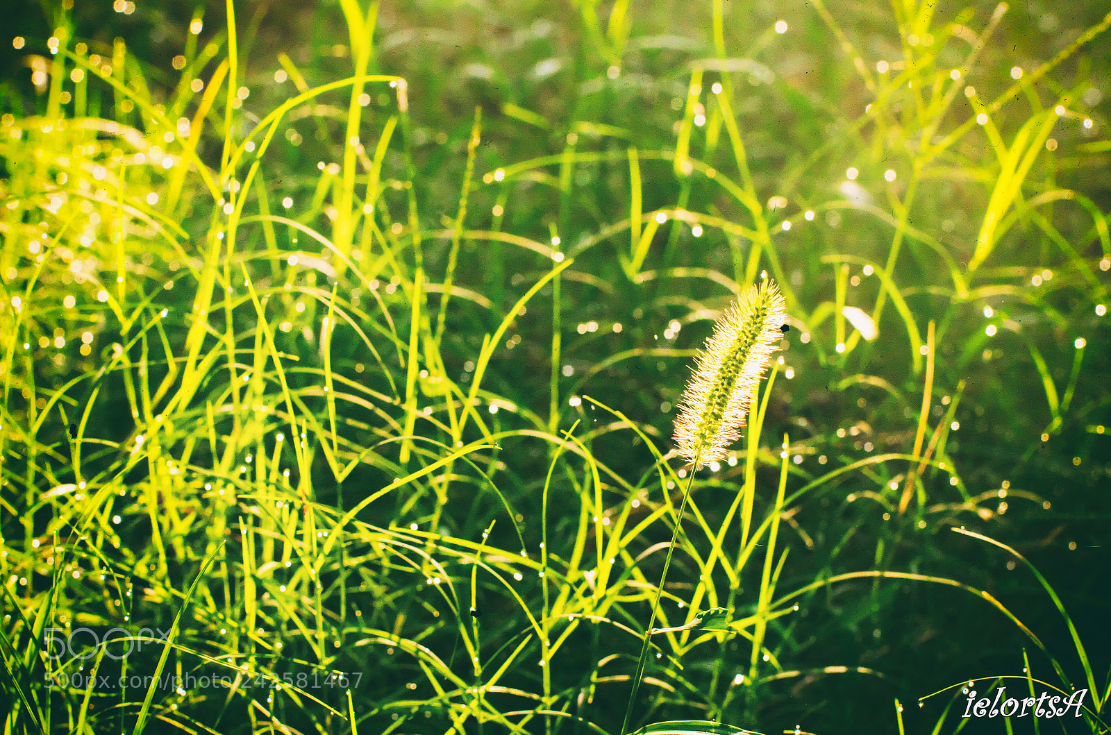 Pentax K-5 sample photo. Sunshine photography