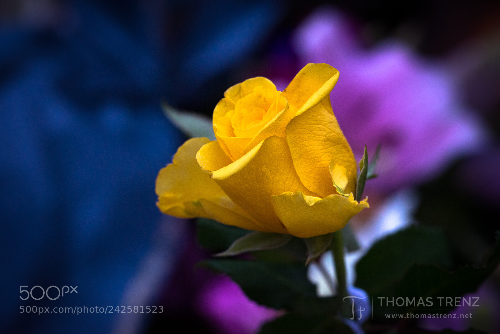 Nikon D600 sample photo. Isabellas rose photography