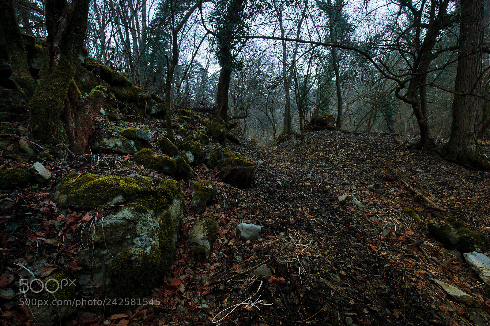 Canon EOS-1Ds Mark III sample photo. A misty day in photography