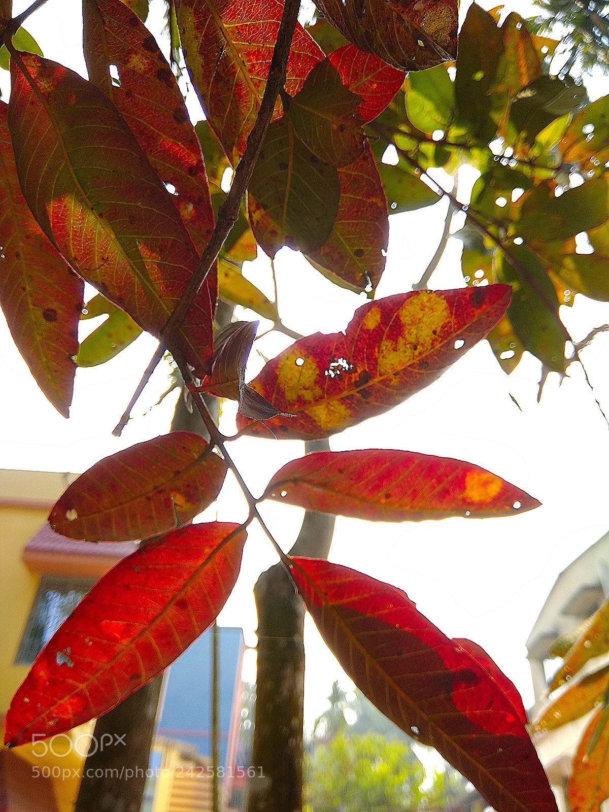 Xiaomi Redmi Note 4 sample photo. Red leaf.. photography
