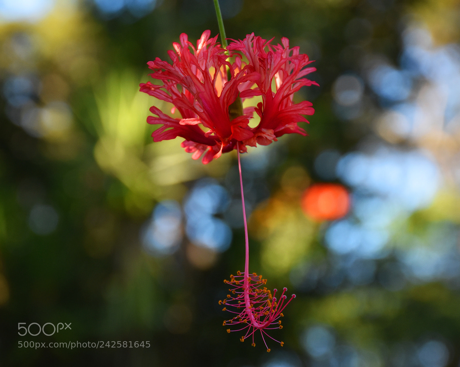 Nikon D7200 sample photo. Hang flower photography