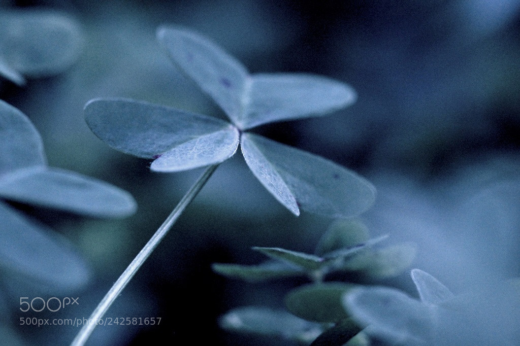 Olympus PEN E-PL8 sample photo. Blue nightfall photography