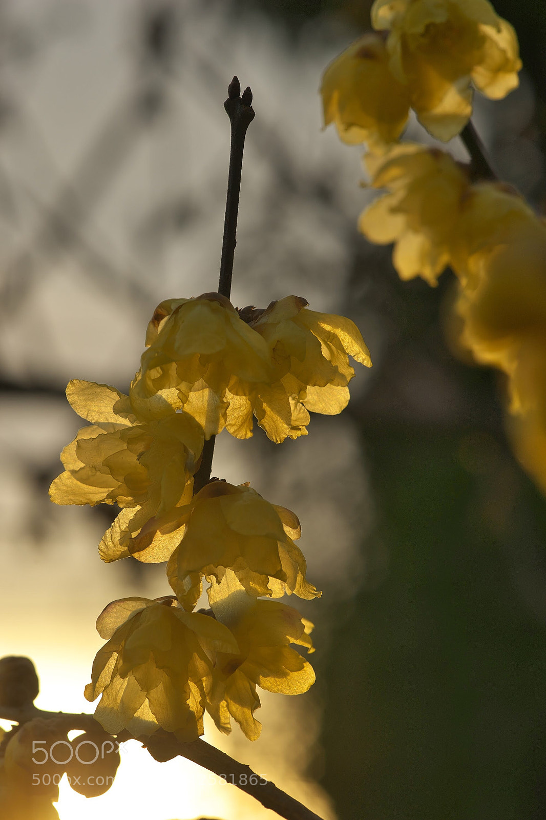 Sony SLT-A99V sample photo. Untitled photography