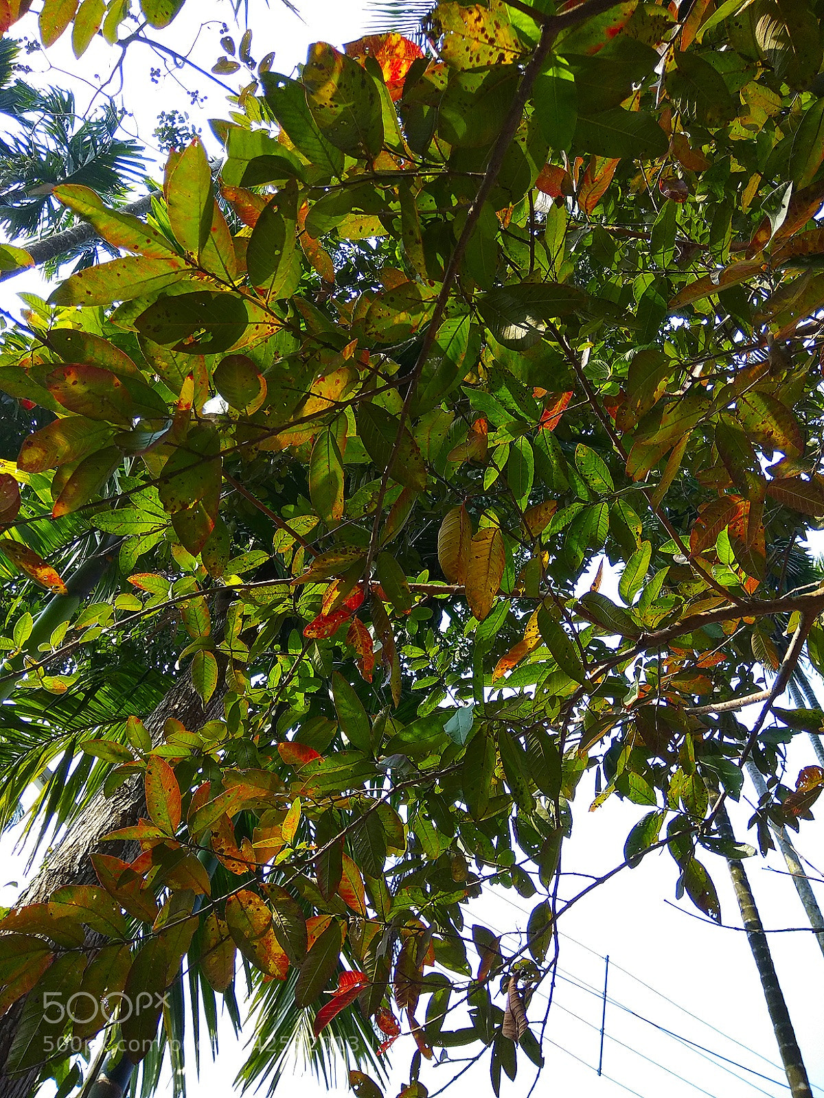 Xiaomi Redmi Note 4 sample photo. Red and green! photography
