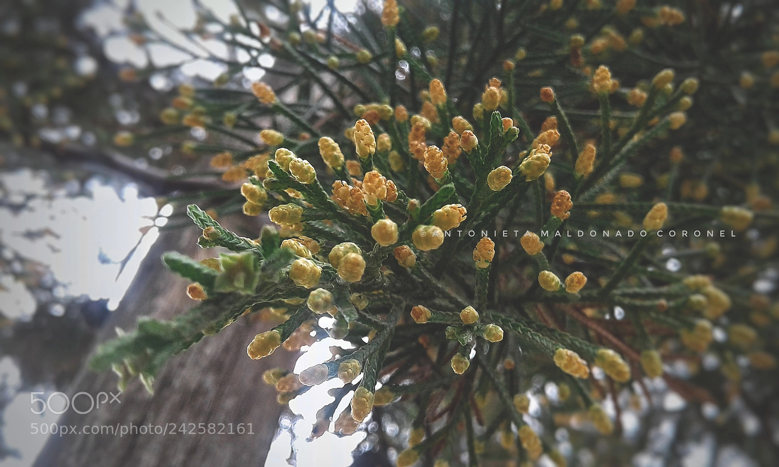 Samsung Galaxy J1 Ace sample photo. Semillas photography