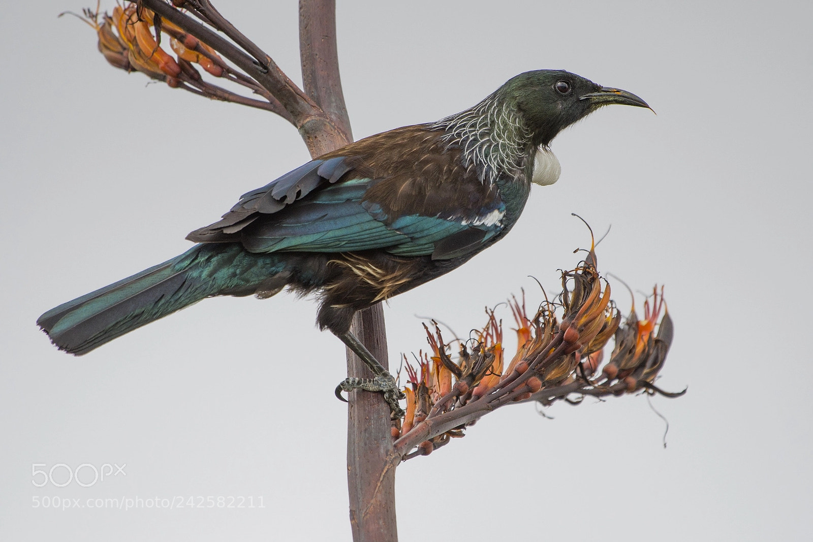 Nikon D500 sample photo. Tūī photography