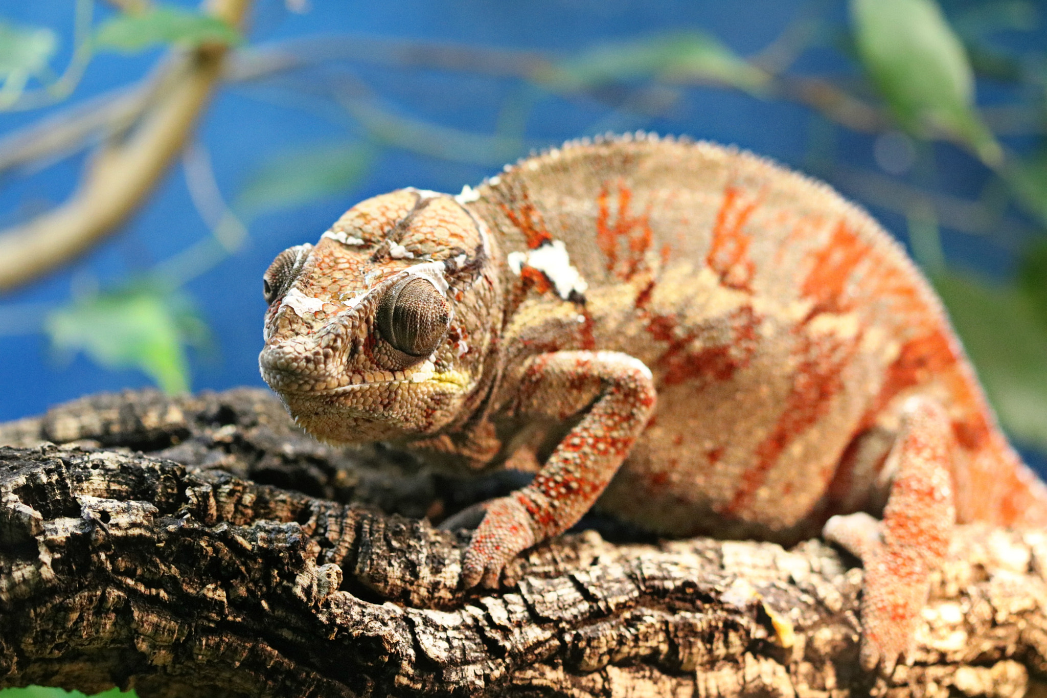 Canon EF 100mm F2.8 Macro USM sample photo. Lizard photography