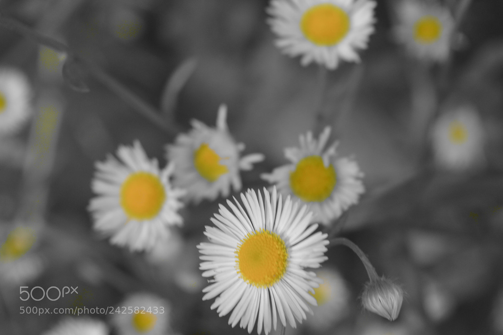 Nikon D3200 sample photo. 35692143175.jpg photography