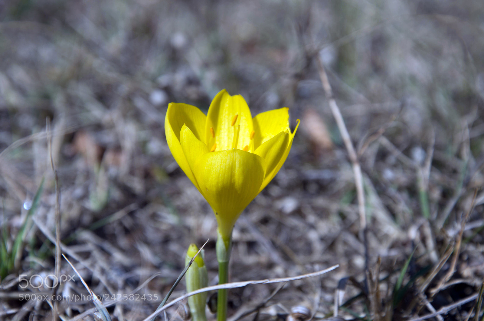 Nikon D3200 sample photo. 38234615766.jpg photography