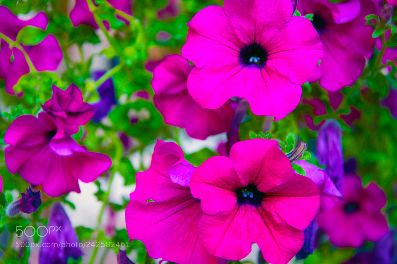 Nikon D3200 sample photo. 38257821562.jpg photography