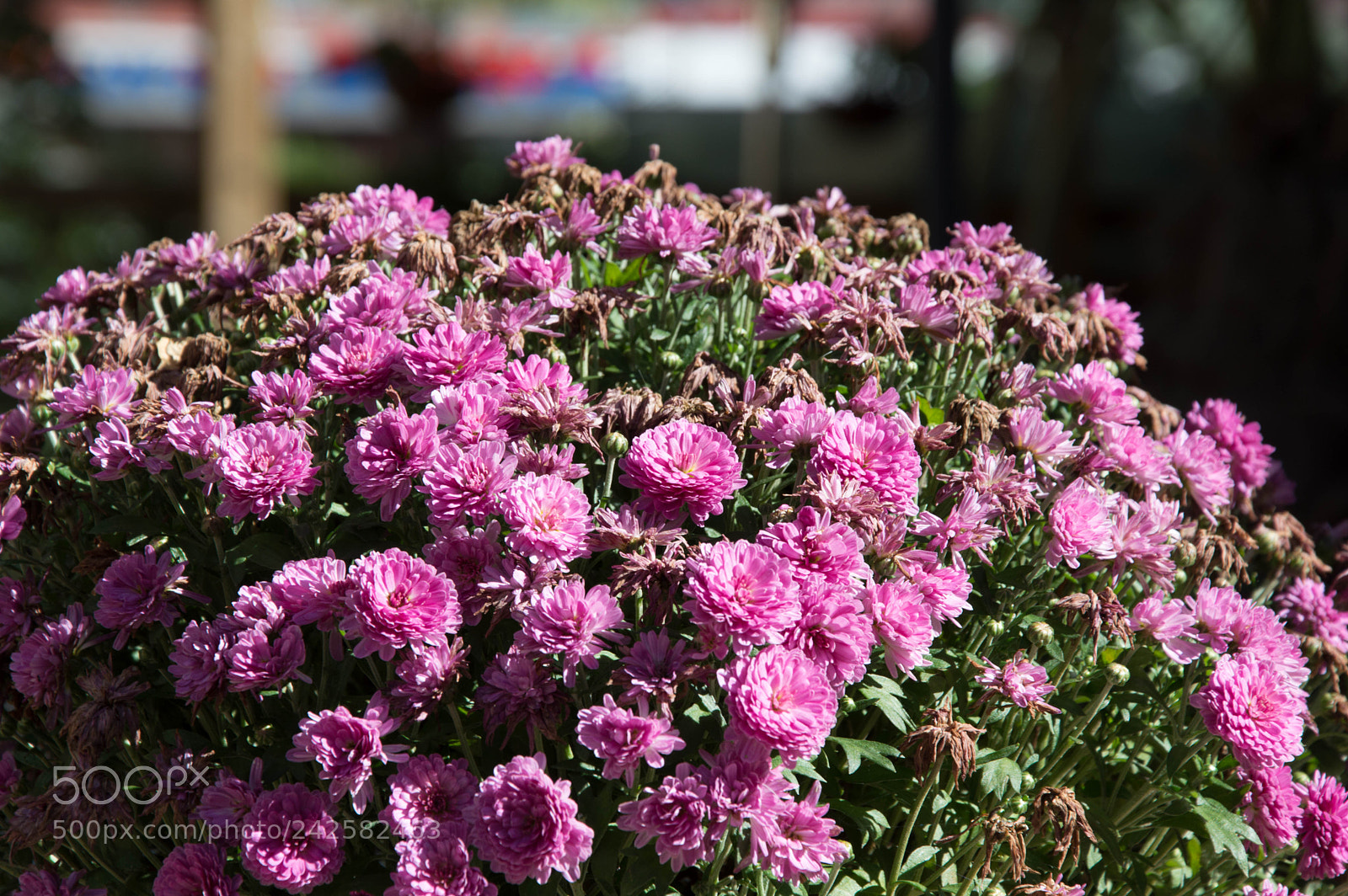 Nikon D3200 sample photo. 38234571976.jpg photography