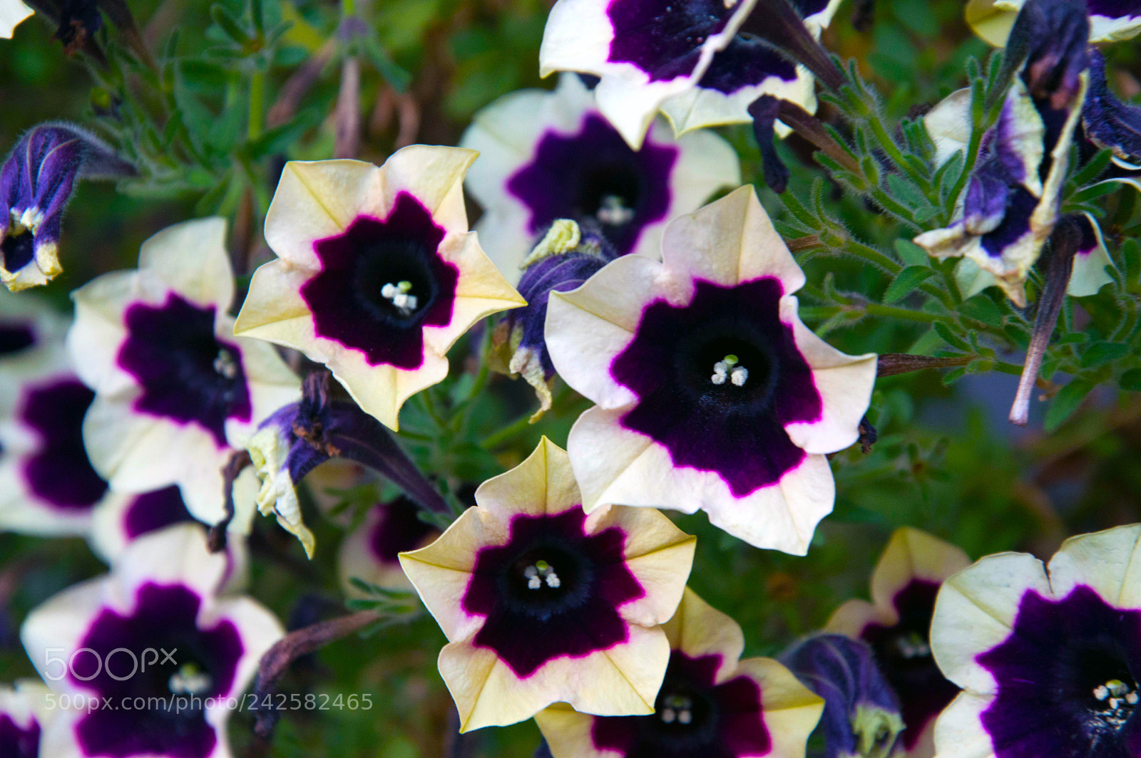 Nikon D3200 sample photo. 24418751448.jpg photography